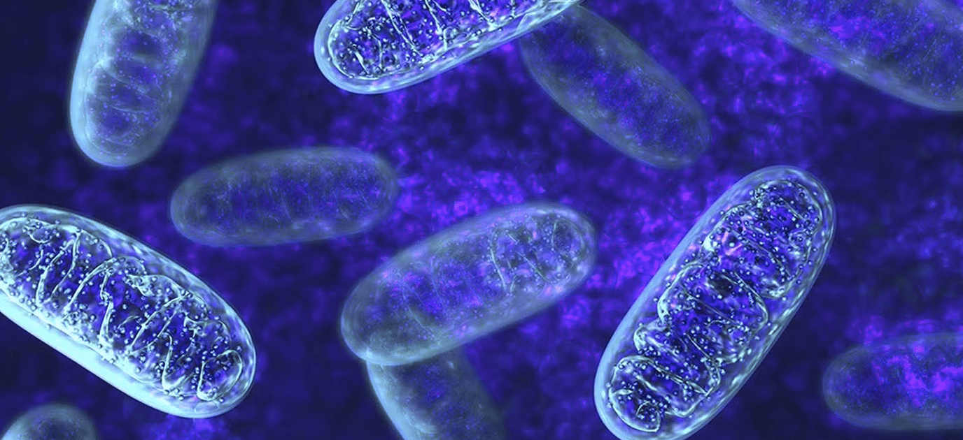 Y học cổ truyền Trung Hoa và tế bào gốc