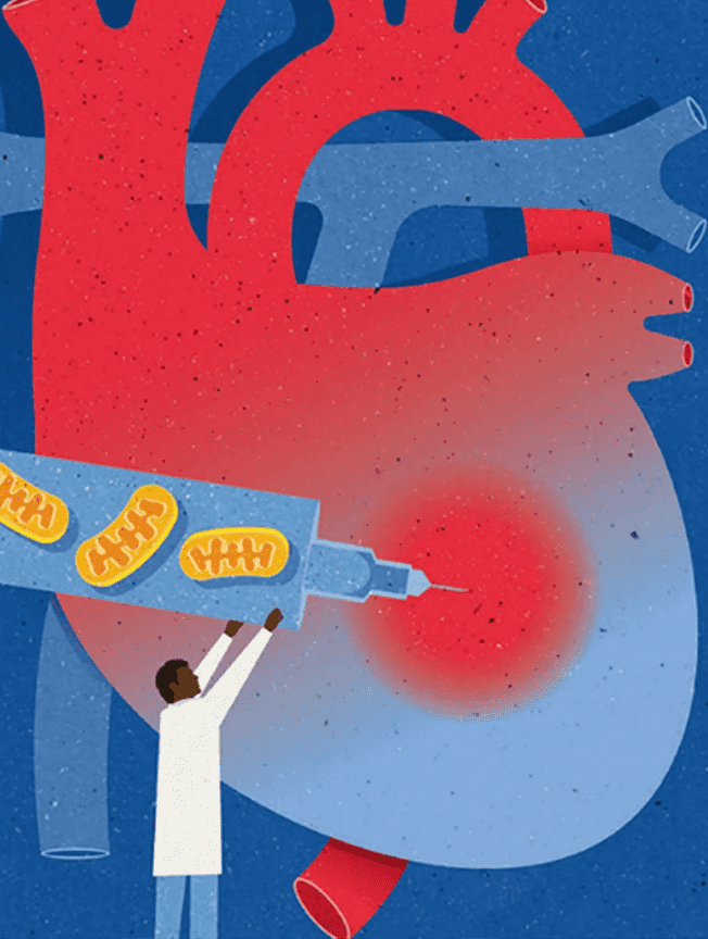 Ty thể – nguồn sức mạnh có thể chữa lành