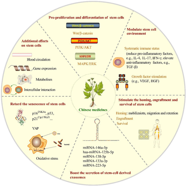 Y học cổ truyền Trung Hoa và tế bào gốc